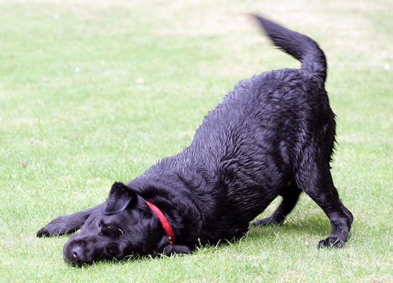 Max
Rubbing himself on the lawn --- spreading his scent so future doggies will know [b]"Max Was Here."[/b]
Palabras Clave: Max black Labrador spreading scent Lucies Farm lawn dog hotel dog boarding dog kennel