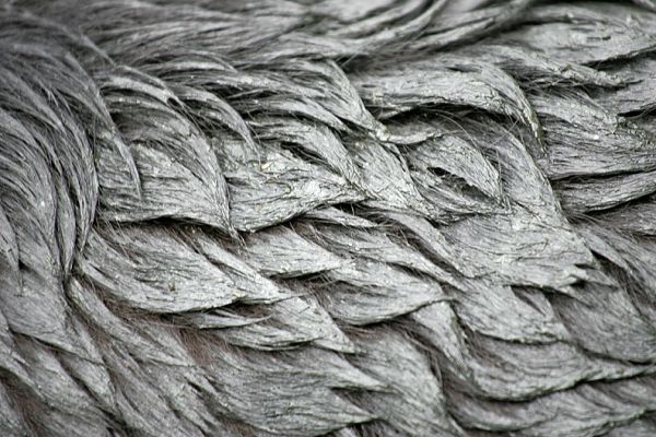 Max's Coat
A close-up of Max's coat, wet from his dip in the stream.  It's incredible how it all fits together, almost like scales.
Ключові слова: Max coat wet hair wet dog hair scales black Labrador dog hotel Lucies Farm dog boarding