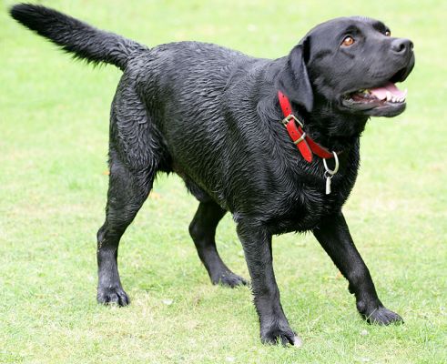 Max
The unusual stance?  Because he was about to jump up!
Trefwoorden: Max black Labrador dog Lucies Farm dog boarding dog kennel