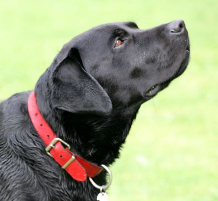 Max
Ključne besede: Max black Labrador dog hotel dog boarding dog kennel Lucies Farm