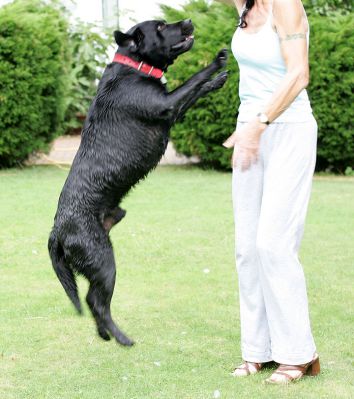 Max
Max enthusiastically greeting Marjorie.  She was trying to get him to "stay" to have his photograph taken.  Funny how dogs do the opposite sometimes.
Ključne besede: Max jumping mid-air black Labrador Marjorie dog hotel dog kennel dog boarding Lucies Farm