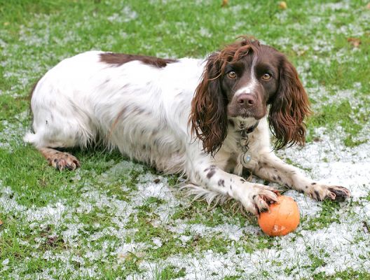Meg Pawing the Orange Ball
With a bit of the "snow" (okay, heavy frost) around her.
Trefwoorden: Meg orange ball snow frost Lucies Farm dog hotel dog kennel dog boarding