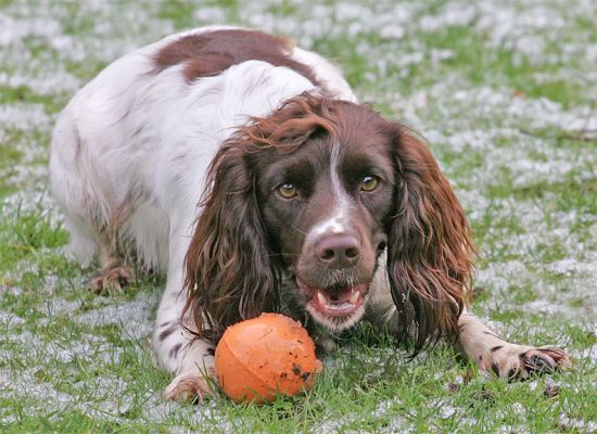 Meg Playing Catch
Ключові слова: Meg orange ball catch fetch dog Lucies Farm dog kennel dog boarding