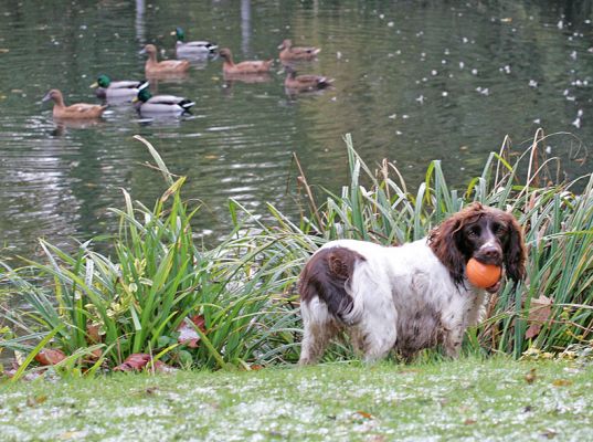 Meg Not Looking at the Ducks
Meg is more intersted in her orange ball than in the ducks.
Ключові слова: Meg ducks orange ball catch fetch Lucies Farm dog hotel dog kennel dog boarding