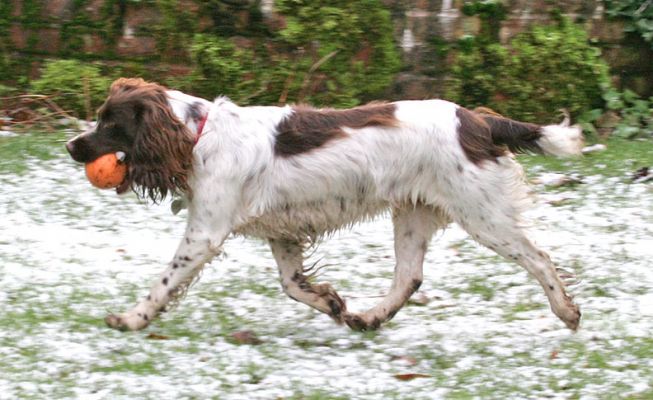 Meg Running in the "Snow"
Okay, it was more of a heavy frost . . .
Keywords: Meg snow frost running dog Lucies Farm boarding kennel
