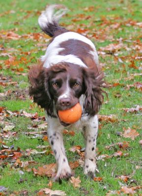 Meg Running With Orange Ball
Quite colour-coordinated with the fall leaves.
Trefwoorden: Meg orange ball Lucies Farm dog hotel catch fetch autumn leaves