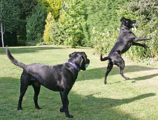 Catch...!
Ключови думи: ball playing catch fetch Labradors dog hotel dog boarding Lucies Farm
