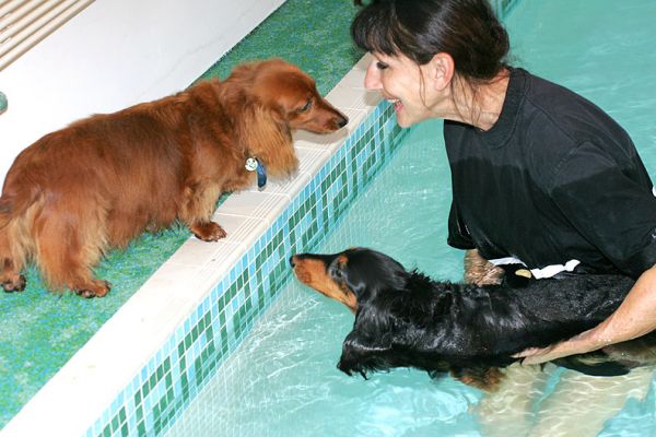 Molly Watching Whistler from the Sidelines
Trefwoorden: Molly Whistler daschund Marjorie swimming dog canine hydrotherapy Ritz Canine