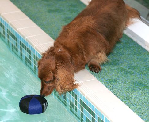 Molly is Curious
She's interested in the floating dog toy, but her footing is secure -- no chance of falling into the pool!
Słowa kluczowe: Molly daschund floating dog toy pool Ritz Canine
