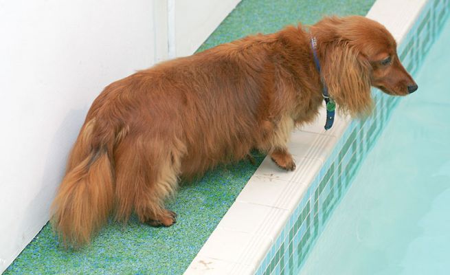 Molly Watching from the Side
Schlüsselwörter: Molly daschund swimming dog pool canine hydrotherapy Ritz Canine