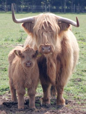 Highland Mother and Her Son
Birchfields on a summer day, June 11 2005
Anahtar kelimeler: Birchfields Highland cattle cow calf