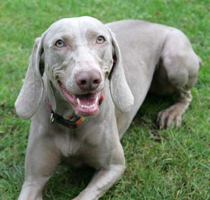 Moon Smiling
Keywords: Moon Weimaraner smiling dog Lucies Farm dog hotel dog boarding dog kennel