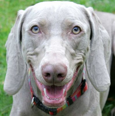 Moon
Palabras clave: Moon Weimaraner dog Lucies Farm dog hotel stare eyes boarding