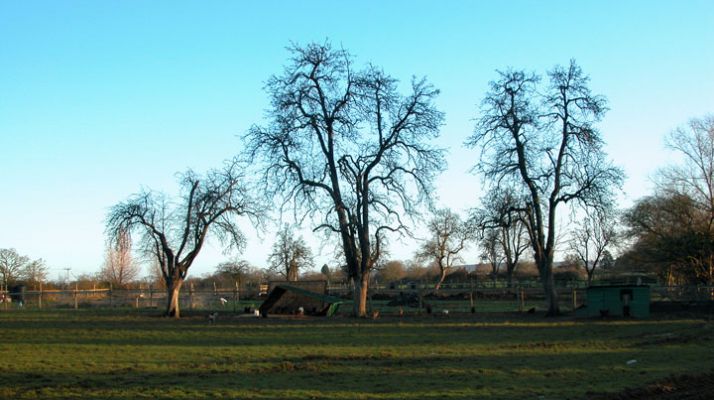 Winter Morning - Maggot's Croft
The field behind our house is called Maggot's Croft (it clearly came with that name --- not something we thought up).  It was once an apple orchard, and these old trees are left from those days.  Taken by Marjorie on a cold winter morning, December 28 2004.
Keywords: apple, orchard, Maggot's Croft, Lucies Farm, winter, cold, December