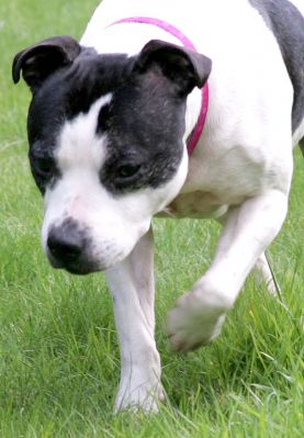 Maisie On Patrol
Marching around the garden, looking for ducks
Ключови думи: Maisie Staffordshire terrier dog garden Lucies Farm