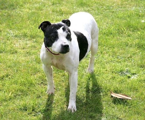 Maisie
Anahtar kelimeler: Maisie Staffordshire terrier dog Lucies Farm