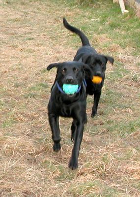 Returning the Balls
Harvey and Buddy returning the balls
Ключові слова: Harvey, Buddy, Labradors, dog, dogs, catch, balls, Lucies Farm