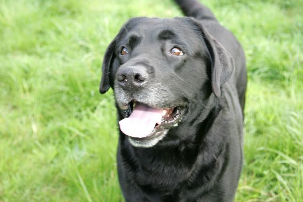 Palabras clave: Labradors dog hotel