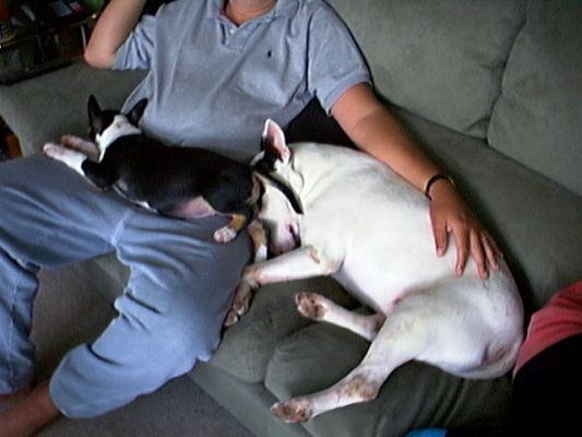 Tapa and Pau
A rare, quiet moment.  I don't even remember Tapa being this small.
Palabras Clave: bull terriers, Tapa, Pau