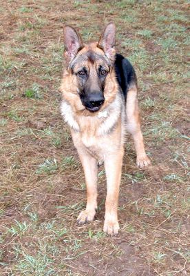 Paulo
Klíčová slova: Paulo, German shepherd, Lucies Farm, dog resort, dog