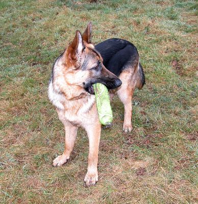 Paulo
الكلمات الإستدلالية(لتسهيل البحث): Paulo, German shepherd, dog resort, Lucies Farm, catch, fetch