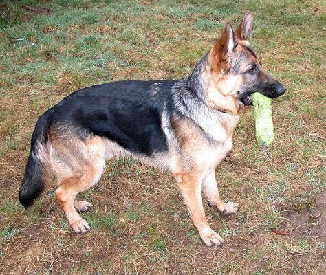 Paulo
Paulo ready to play catch
Keywords: Paulo, German shepherd, dog, catch, fetch, Lucies Farm, dog resort