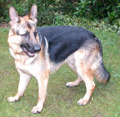Paulo
Paulo standing guard
Keywords: Paulo, German shepherd, Lucies Farm, dog resort