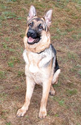 Paulo
Palabras Clave: Paulo German shepherd dog Lucies Farm