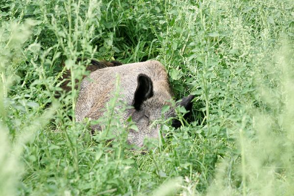 Wild Sow Sleeping in the Tall Grass
Looks more like the African jungle than sunny Worcestershire.  The wild boar wrap themselves in tall grass, and almost make a nest for themselves.
الكلمات الإستدلالية(لتسهيل البحث): wild boar wild sow Lucies Farm nest wild pig