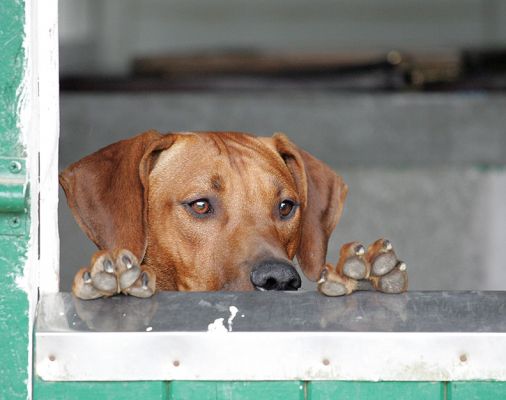 Peek-A-Boo
Palabras Clave: Kila Simba Rhodesian Ridgeback peek-a-boo Lucies Farm dog hotel dog kennel