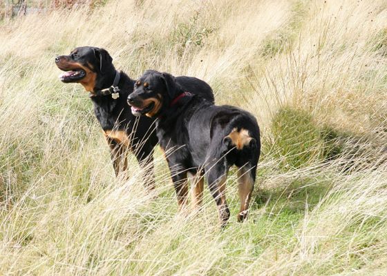 Ronan and Missy in The Tall Grass
Palabras Clave: Ronan Missy tall grass Rottweiler dog Lucies Farm dog boarding dog kennel