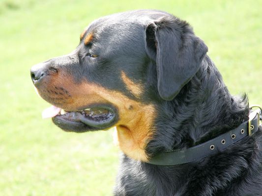 Ronan
Returning Ronan home, we stopped at the Westmorland Motorway Services on the M6.
Λέξεις-κλειδιά: Ronan Rottweiler Westmorland Motorway Services M6 Lucies Farm dog hotel dog kennel
