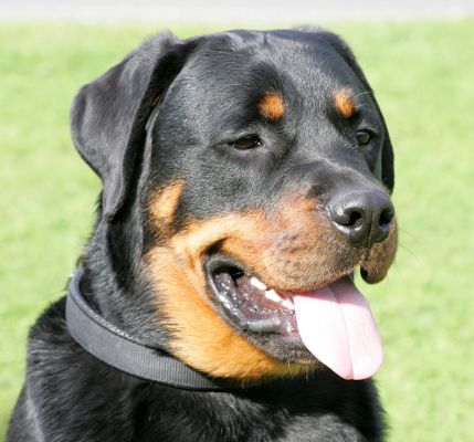 Ronan
Klíčová slova: Ronan Rottweiler dog hotel dog kennel dog boarding Lucies Farm tongue