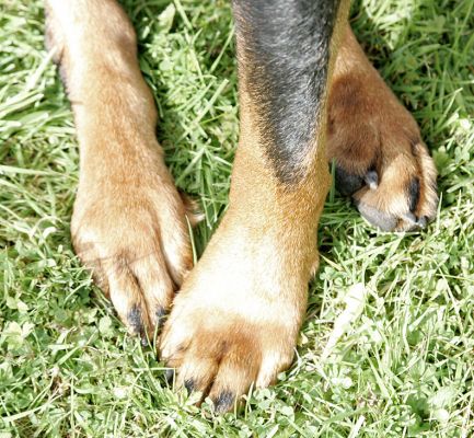 Three of Ronan's Paws
They're pretty huge.
Schlüsselwörter: Ronan paws Lucies Farm Rottweiler dog hotel dog paws