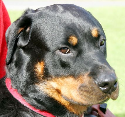 A Portrait of Missy
Palabras clave: Missy Rottweiler dog portrait Lucies Farm dog kennel dog resort dog hotel