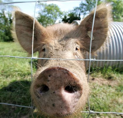 Nosy Pig
Tamworth pig showing me that his nose can go right through the fence, thank you.
Keywords: Tamworth pig nose fence Lucies Farm