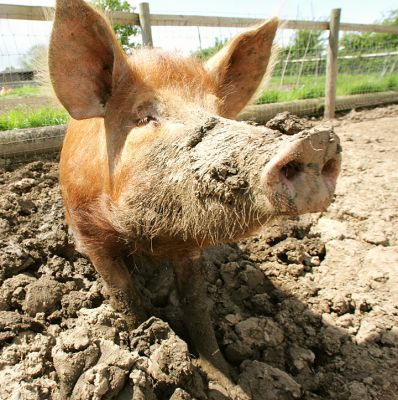 Tamworth Pig
I just woke her up from her mud bath.  She's giving me the, "Well, did you bring me food?" look.
Keywords: Tamworth pig mud bath piggy Lucies Farm