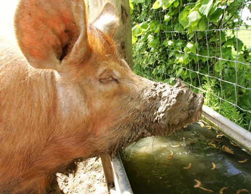 Tamworth "in the zone"
She's just covered her nose with a liberal coating of mud, and that's made her thirsty.
Klíčová slova: Tamworth pig drinking mud Lucies Farm