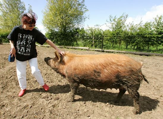 Marjorie and the Tamworth Lady
Marjorie has shown great wisdom and has worn white trousers out to visit the piggy wiggy.  Naturally, the pig's reaction was to coat her nose with mud and then want to show Marjorie how much she is loved.  Kissy, kissy . . .
Keywords: Tamworth pig mud nostril nose white pants Marjorie Lucies Farm
