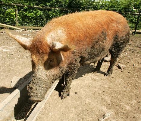 Tamworth at the Feed Trough
Having a bit of a snack.
Ключови думи: Tamworth pig feed trough snack piggy wiggy Lucies Farm