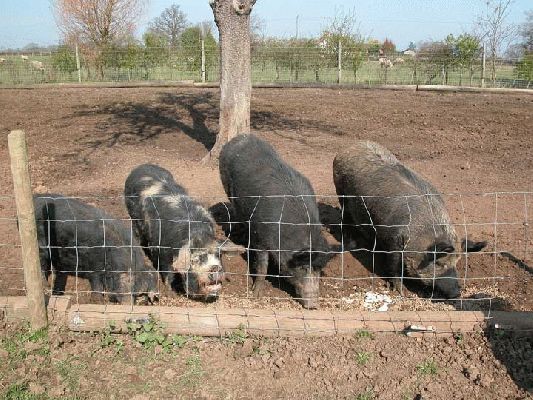 Pigs in a Line
Good Friday morning, 2004.  The pigs are in a nice chorus line, from left to right:  the "original" Kune Kune, the Kune - Gloucester Old Spot cross (how did that happen?), the sinister Iron Age pig (now quite an elderly lady), and the Sinister - GOS cross.
Ключови думи: Iron Age Pig, Pig, Sinister Pig, Kune Kune Pig, Whitecroft, Good Friday