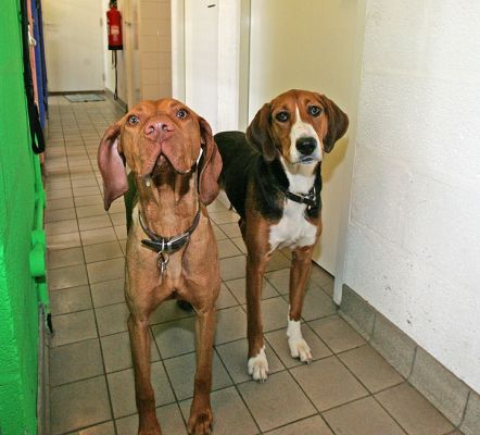 Pippa and Jessie
I wonder what Marjorie is holding right about my camera lens?
Keywords: Pippa Hungarian Viszla Jessie Hamiltonstovare dog kennel dog boarding Lucies Farm