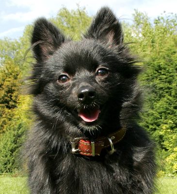 Pom Pom in the Garden
Pom Pom has just arrived at Lucies Farm from his home in Birmingham, and has had a nice run around the garden.  It's a gorgeous, sunny spring day.
Palabras Clave: Pom Pom Pomeranian dog garden spring day dog boarding dog hotel Lucies Farm