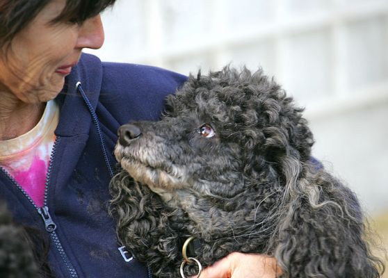 Unconditional love!  India looking at me lovingly.
Palabras clave: India Miniature Black Poodle love
