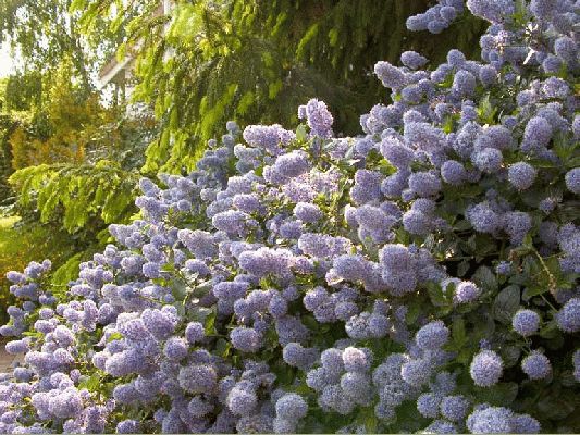 Purple Flowers & Evergreen
Whitecroft Garden, May 17 2004
Ключові слова: purple green garden