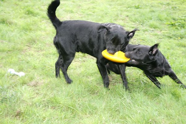 Cole and Otis - And Yellow Frisbee
Schlüsselwörter: Cole Otis Labradors Frisbee dog toy Lucies Farm