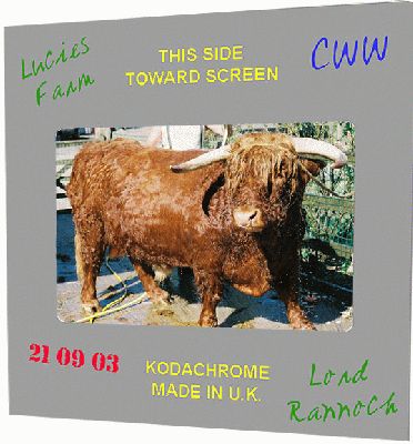 Lord Rannoch of Lucies
Avainsanat: Lord Rannoch of Lucies Highland Cattle