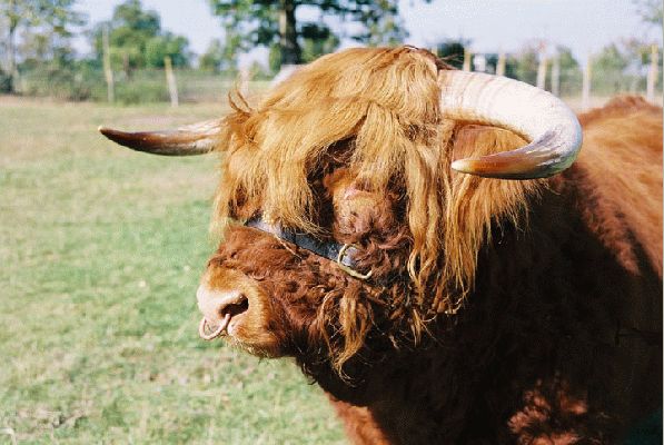 Lord Rannoch of Lucies
