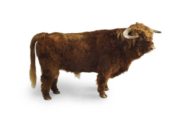 Lord Rannoch of Lucies
Rannoch photographed in Birmingham, early February 2005.  This was part of a shoot for a Kobe beef promotion, and Rannoch was like a big pussycat in the studio.
Ключевые слова: Rannoch, Kobe beef, Highland bull, Highland semen, Highland cattle
