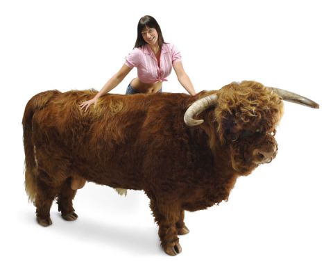 Lord Rannoch of Lucies Massaged
This photograph of Lord Rannoch of Lucies (taken in February 2005) is part of a promotional piece for Kobe beef.  In fact, Rannoch is one of our two "stock" bulls --- we're not about to eat him.  Rannoch's semen is for sale on his [url=http://www.highlandsemen.co.uk/] own website.[/url]
Ključne besede: Rannoch, Kobe beef, Scottish | Kobe beef, massage beef